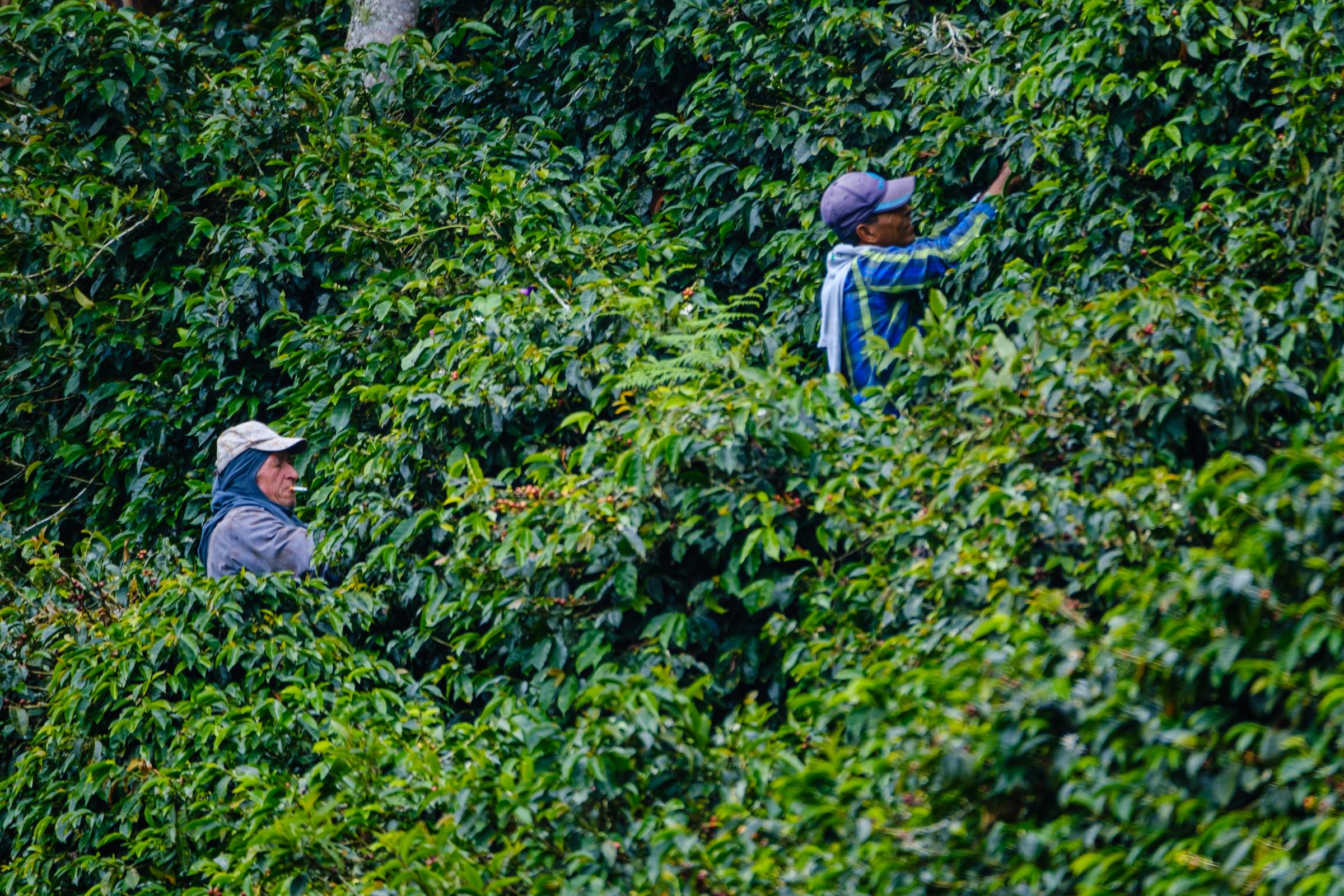 Eje Cafetero Colombia - Worker recolecting coffee beans at Finca Las Acacias, Eje...