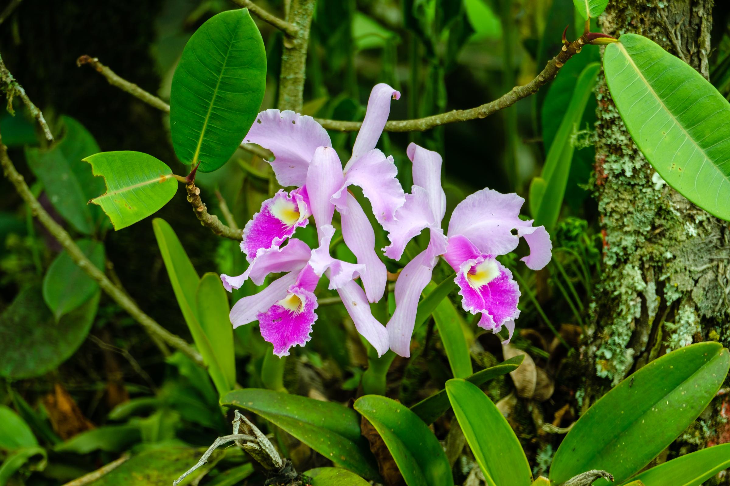 Eje Cafetero Colombia - Wild orchids are very common in this region. Quindio, Eje...