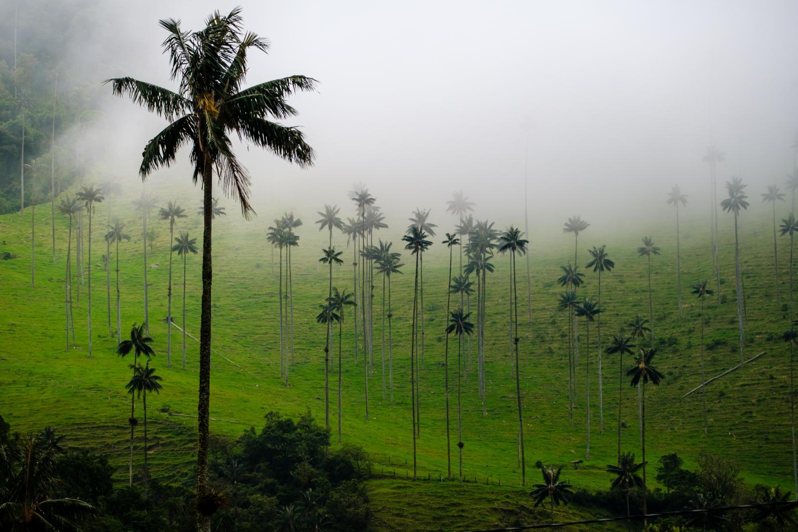 Vale de Cocora, Eje Cafetero, Quindio, Colombia. 
