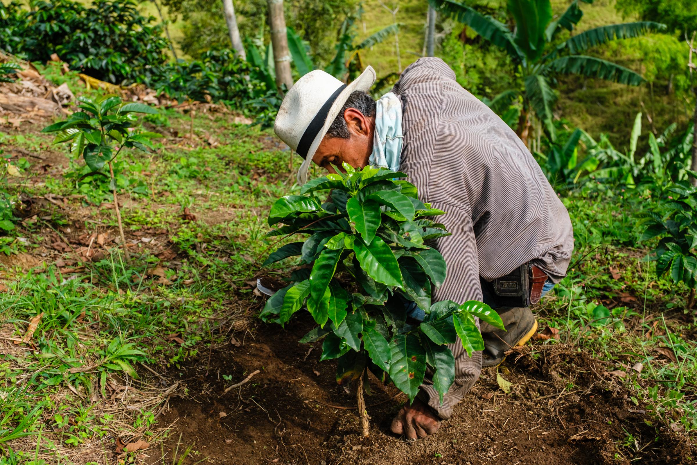 Eje Cafetero Colombia - A worker cleans around a new coffee plant at Finca Las...