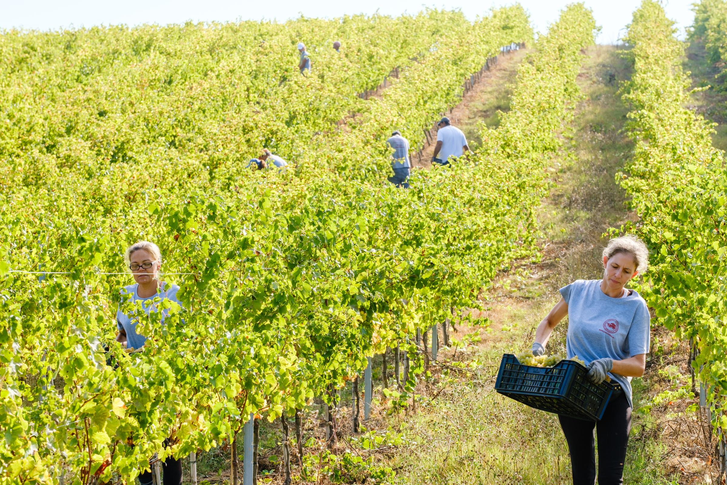 Wine - Quinta das Cerejeiras Vindimas 2020  