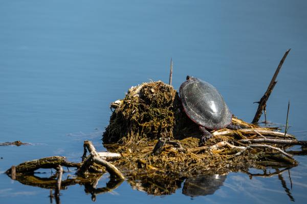 Turtle Protectors - A Midland painted turtle &mdash; one of two turtle species native to High Park &mdash;...