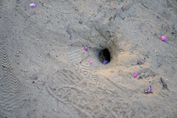 Turtle Protectors - Cherry blossom petals and footprints frame the opening of a turtle nest exit hold in High Park in...