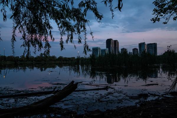 Turtle Protectors - The sunset in High Park after a Midland Painted Turtle lays her eggs &ndash; the first turtle...