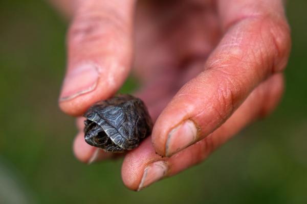 Turtle Protectors - Jenny Davis, a co-founder of Turtle Protectors, holds up a turtle hatchling from last year that...