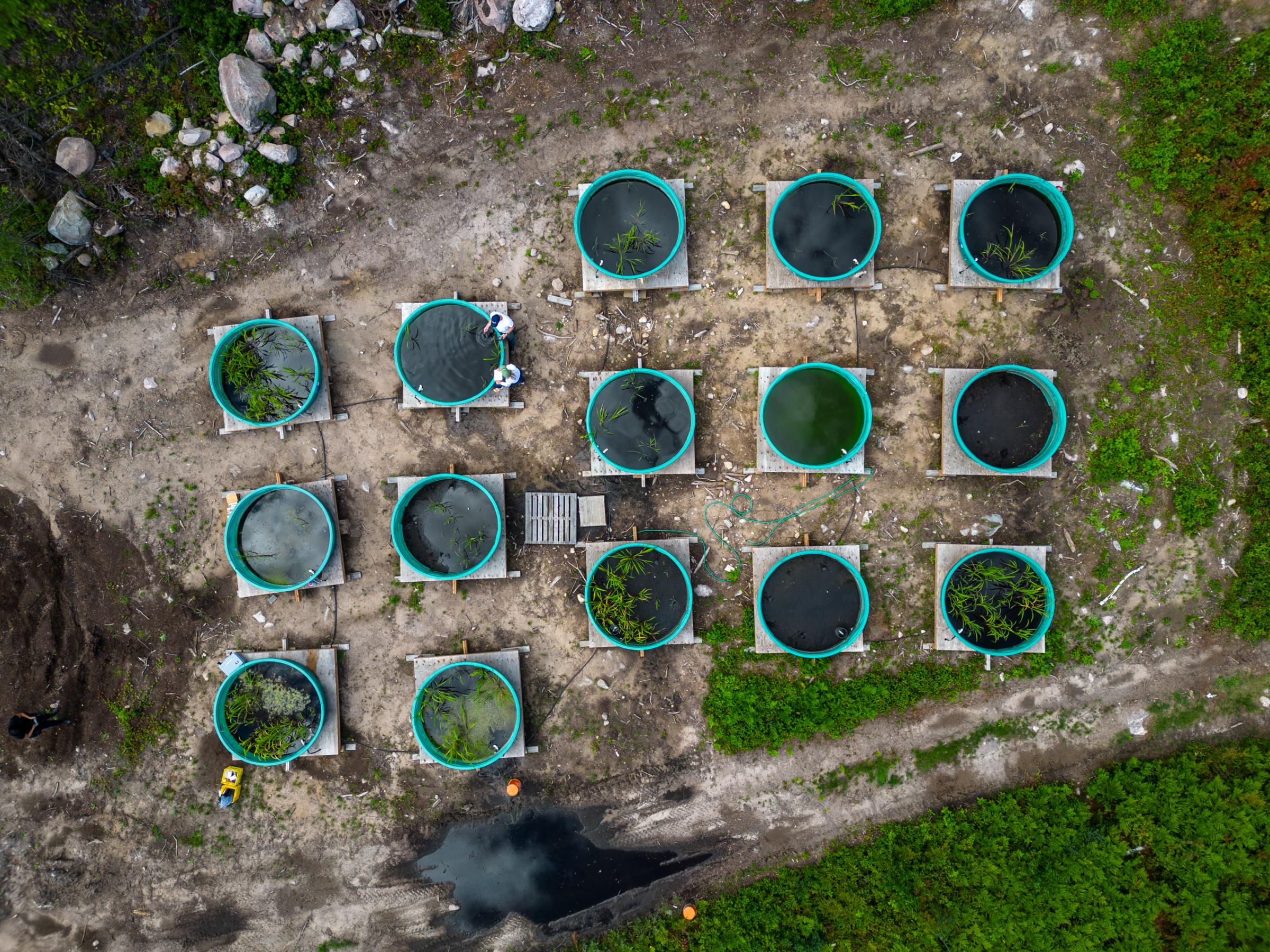 [The Narwhal] Experimental Lakes Area - Aerial view of a wild rice research project to establish...