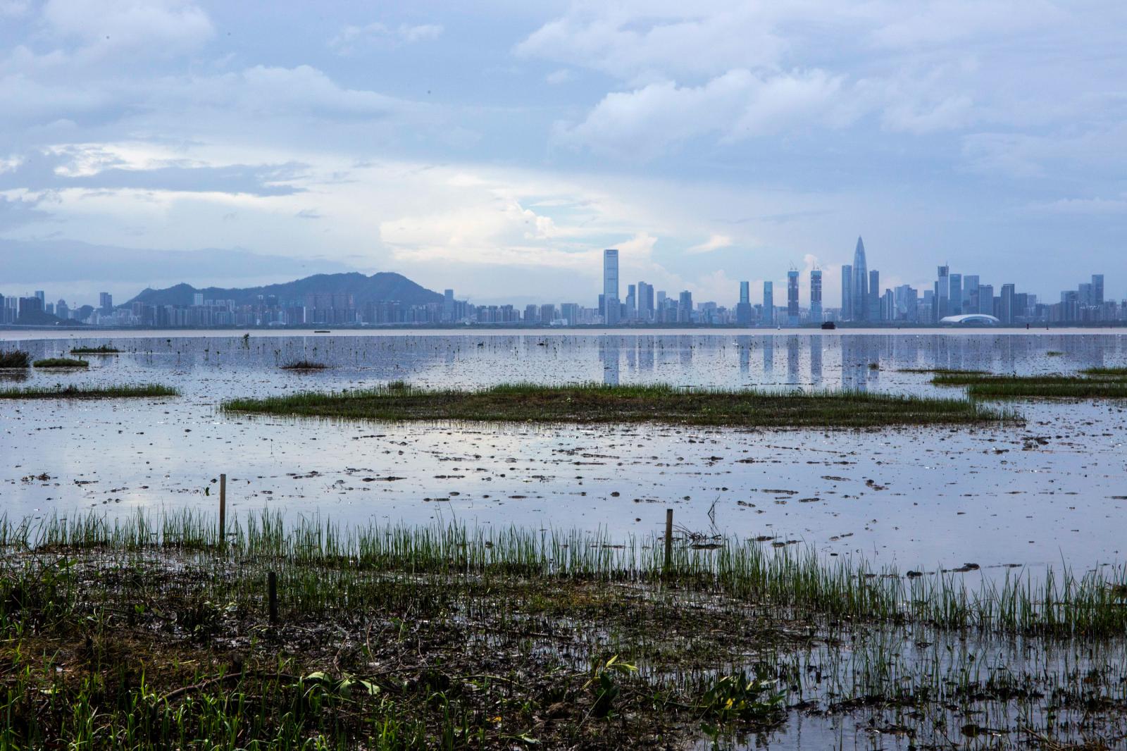 Mai Po, Hong Kong &ndash; 1...r the conservation of wetlands.