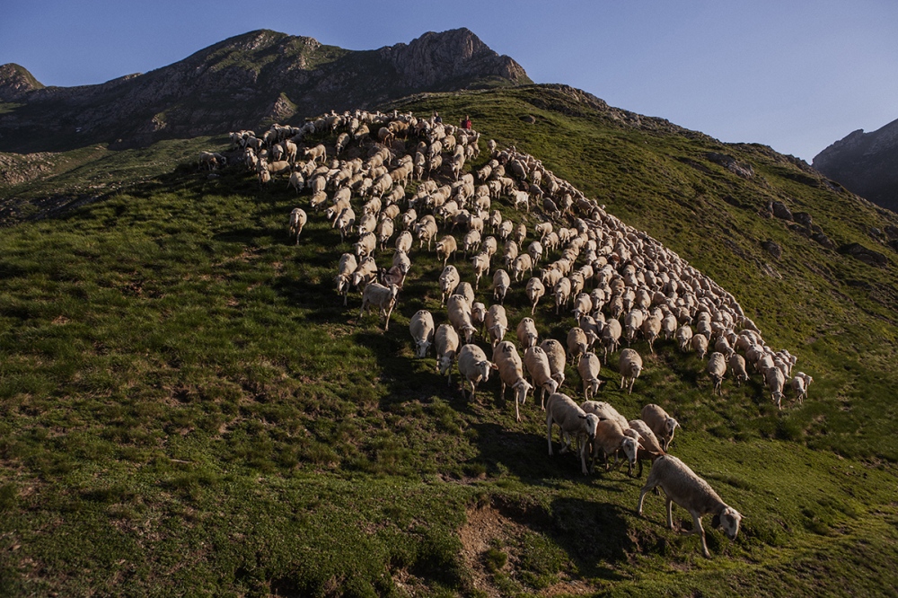  Group of sheeps in the mountain of Salau, in the Catalan Pyrenees. 