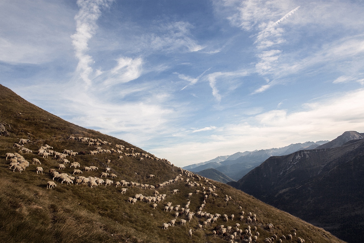  A group of sheeps in Salau mountains, in the Catalan Pyrenees. 