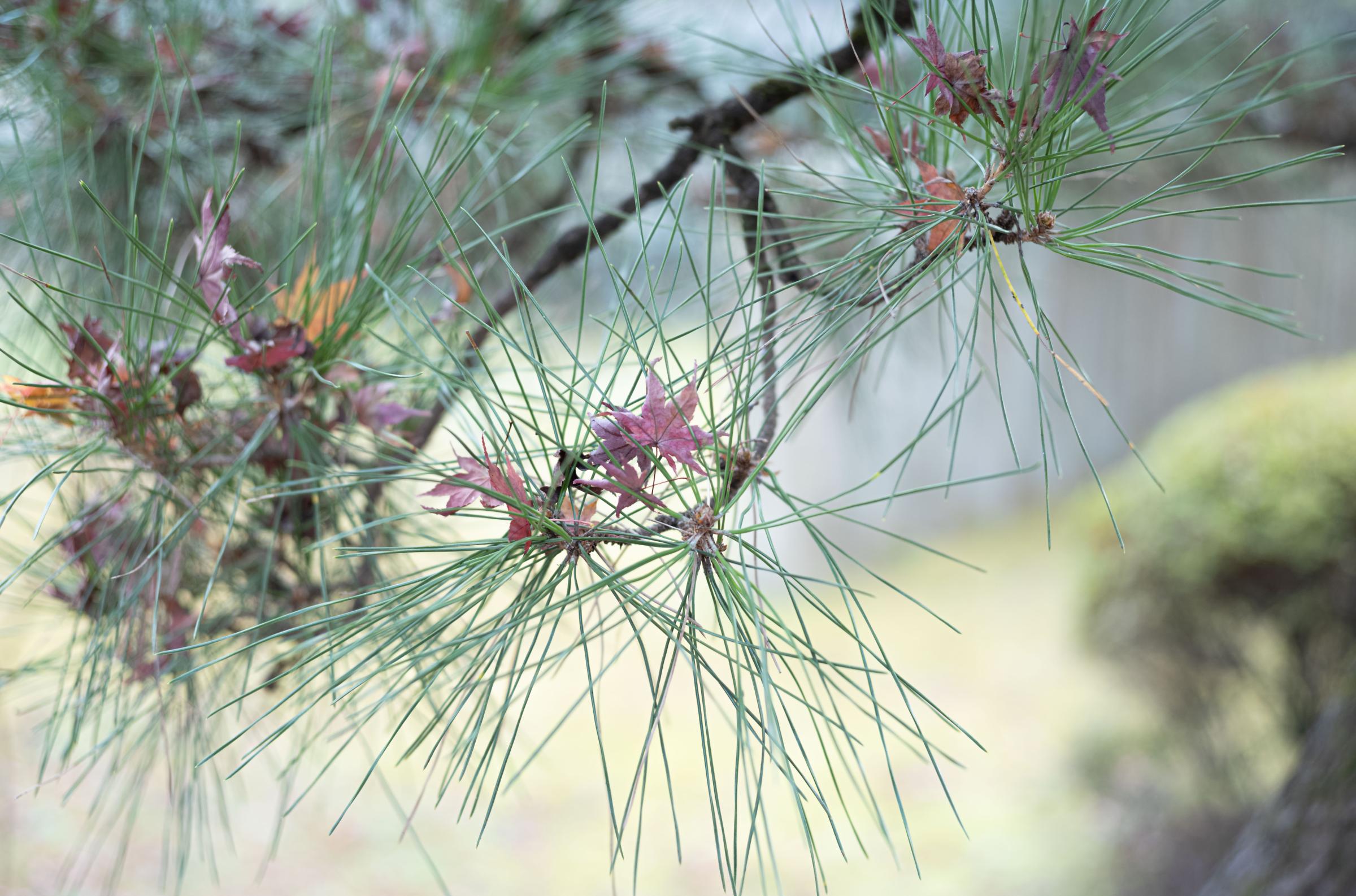 The Beauty of Ephemeral Moments, Kyoto 2022 - Spiky