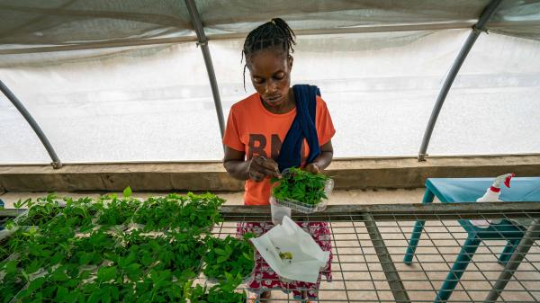 Image from Empowering Communities Through Viable Seeds -   