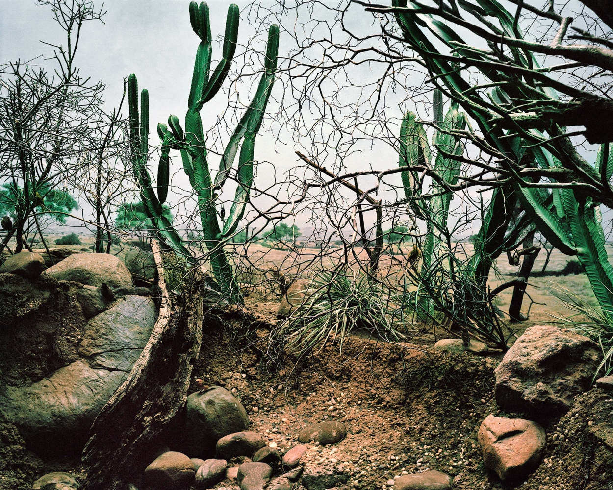 A Different Nature - Mixed Desert Exhibit, 2012