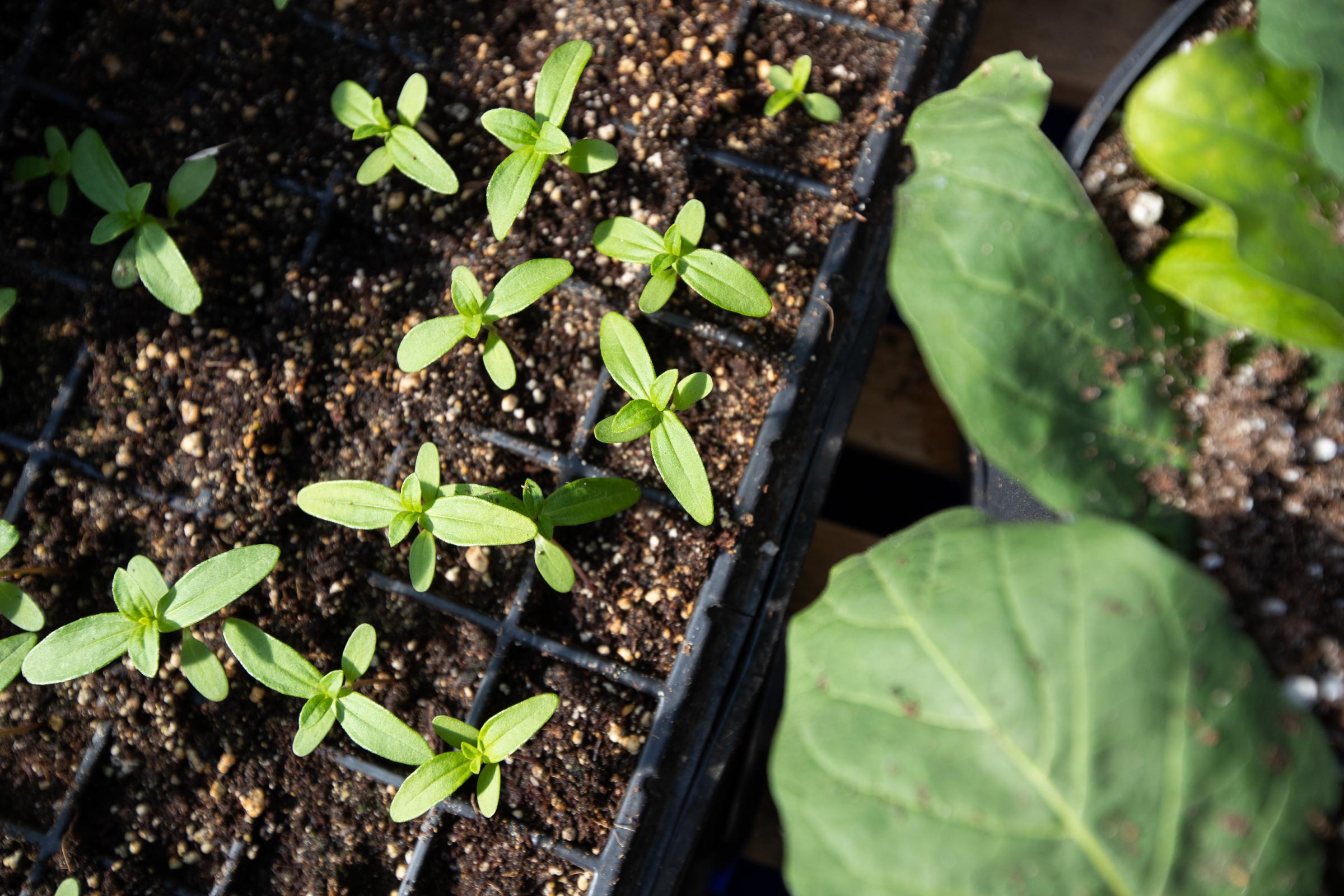 Seedlings grow in planter trays at the Spence Neighbourhood Association community greenhouse in Winnipeg. May 5, 2022.