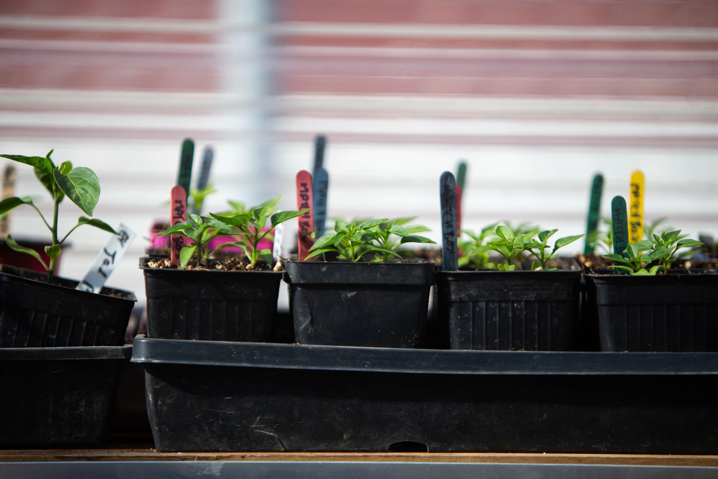 Spence Community Greenhouse - Matchbox pepper seedlings grow in planter trays at the...