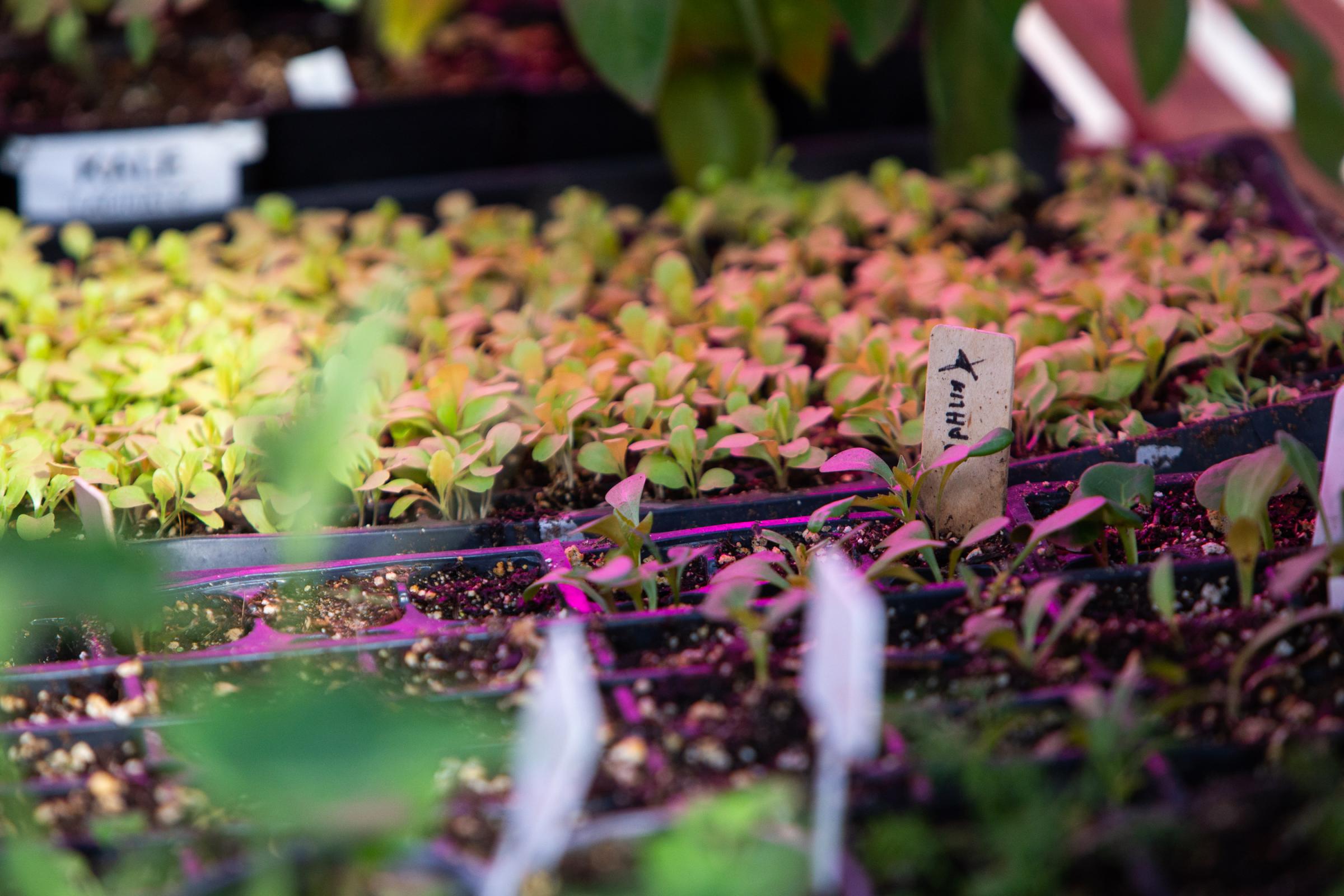 Spence Community Greenhouse - Seedlings spring up in trays under growing lamps at the...