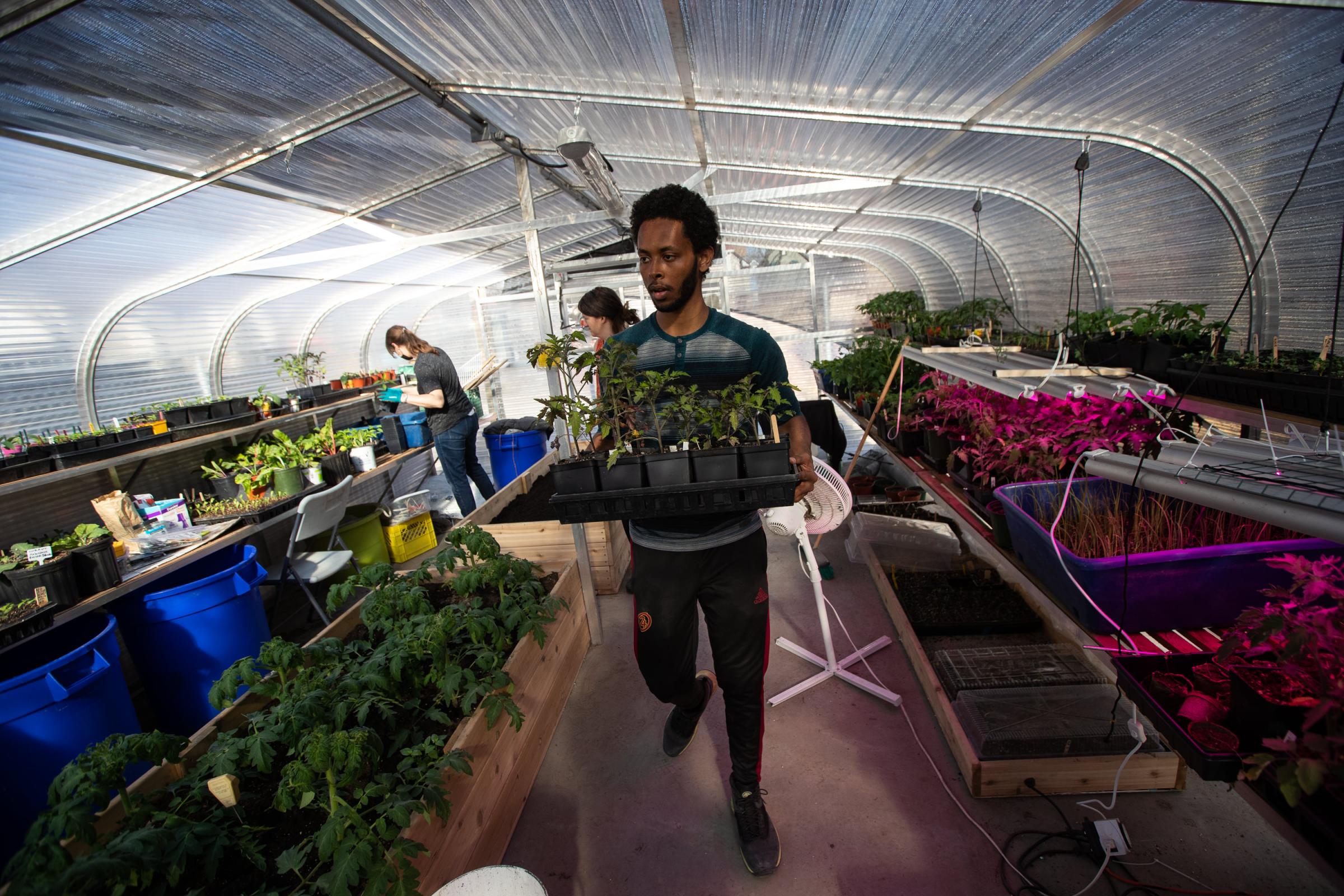 Spence Community Greenhouse - Michael Zeray relocates a tray of plants at the Spence...