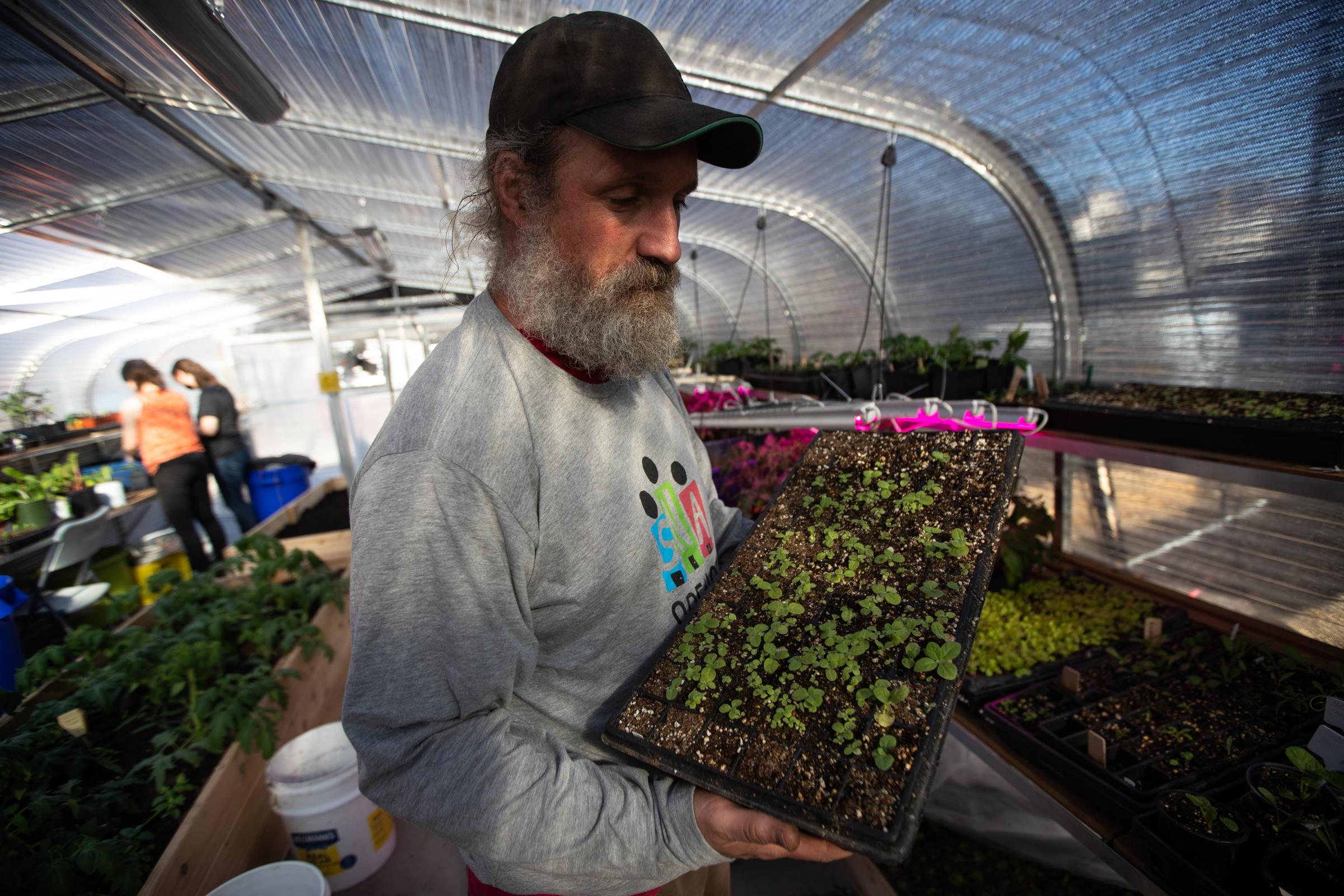 Spence Community Greenhouse - Stephen Kirk holds a tray of seedlings at the Spence...