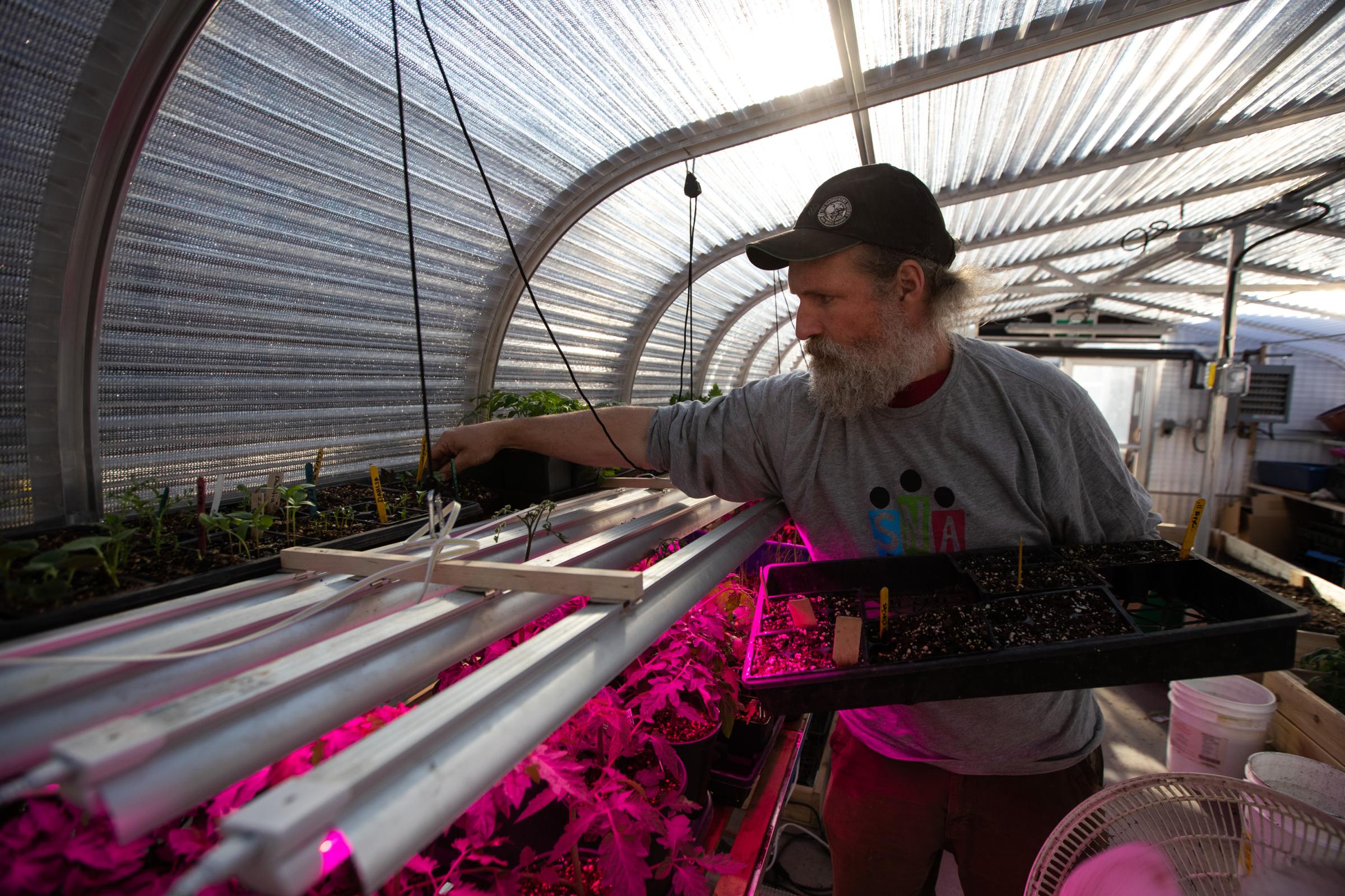 Spence Community Greenhouse - Stephen Kirk moves seedlings to more favourable light at...