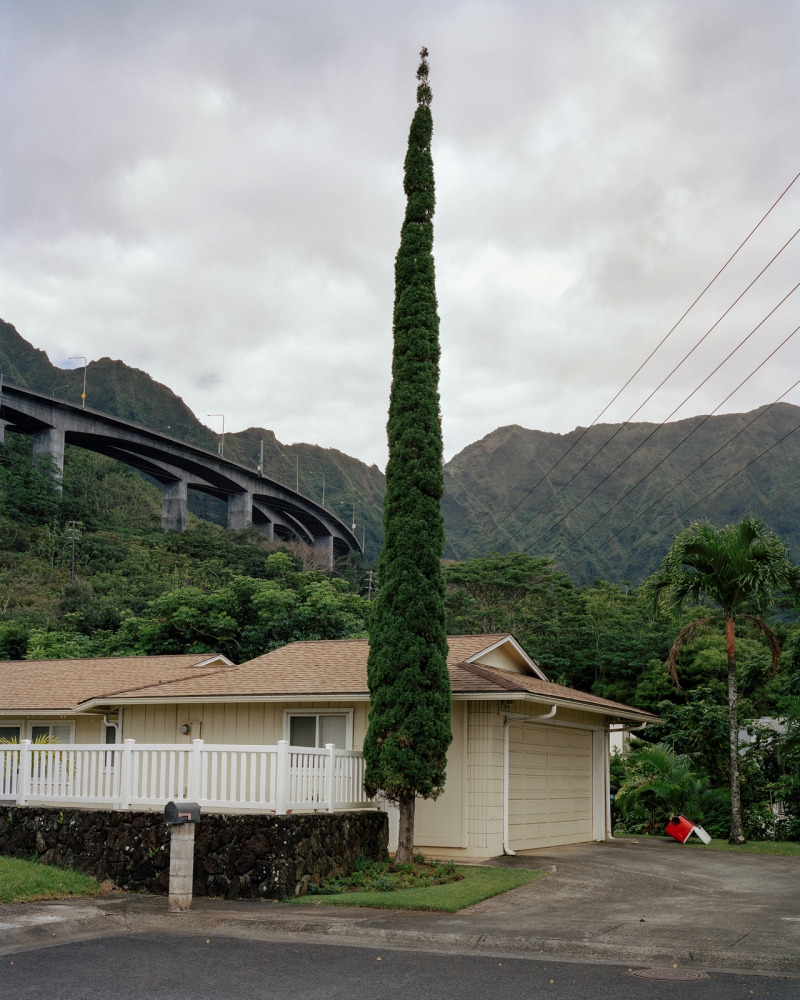 O'ahu -  Cypress Tree, Hawaii 2014 