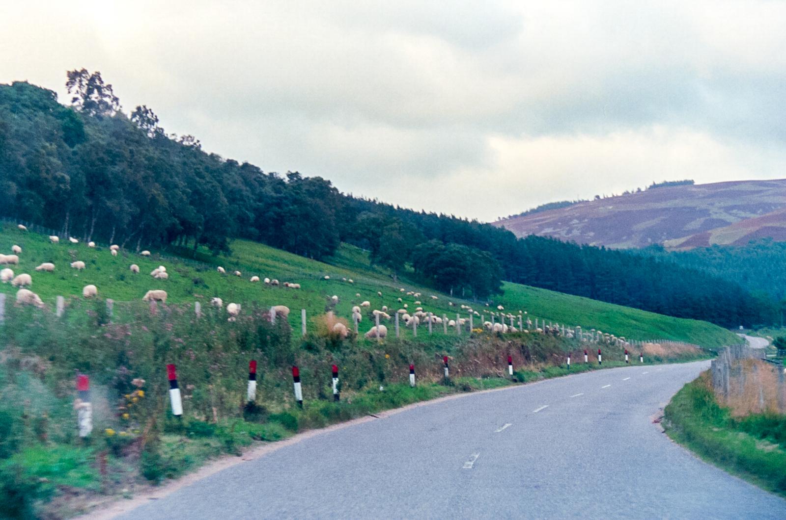 Sheep On A Hill