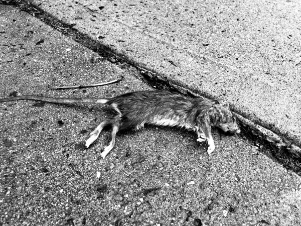 Dead Rat | Buy this image