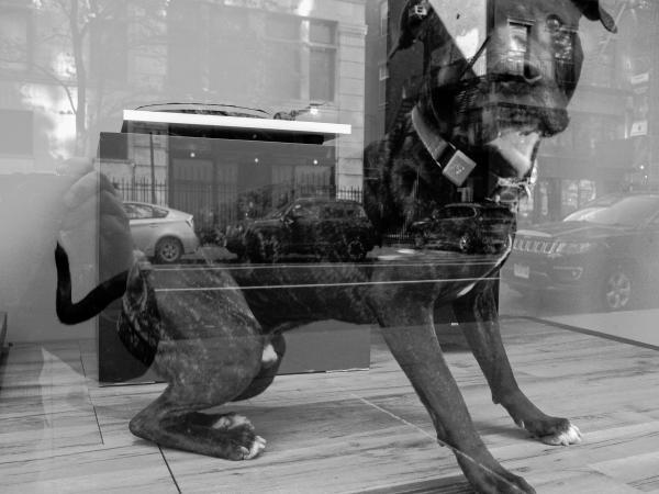 How Much Is That Doggy In The Window | Buy this image