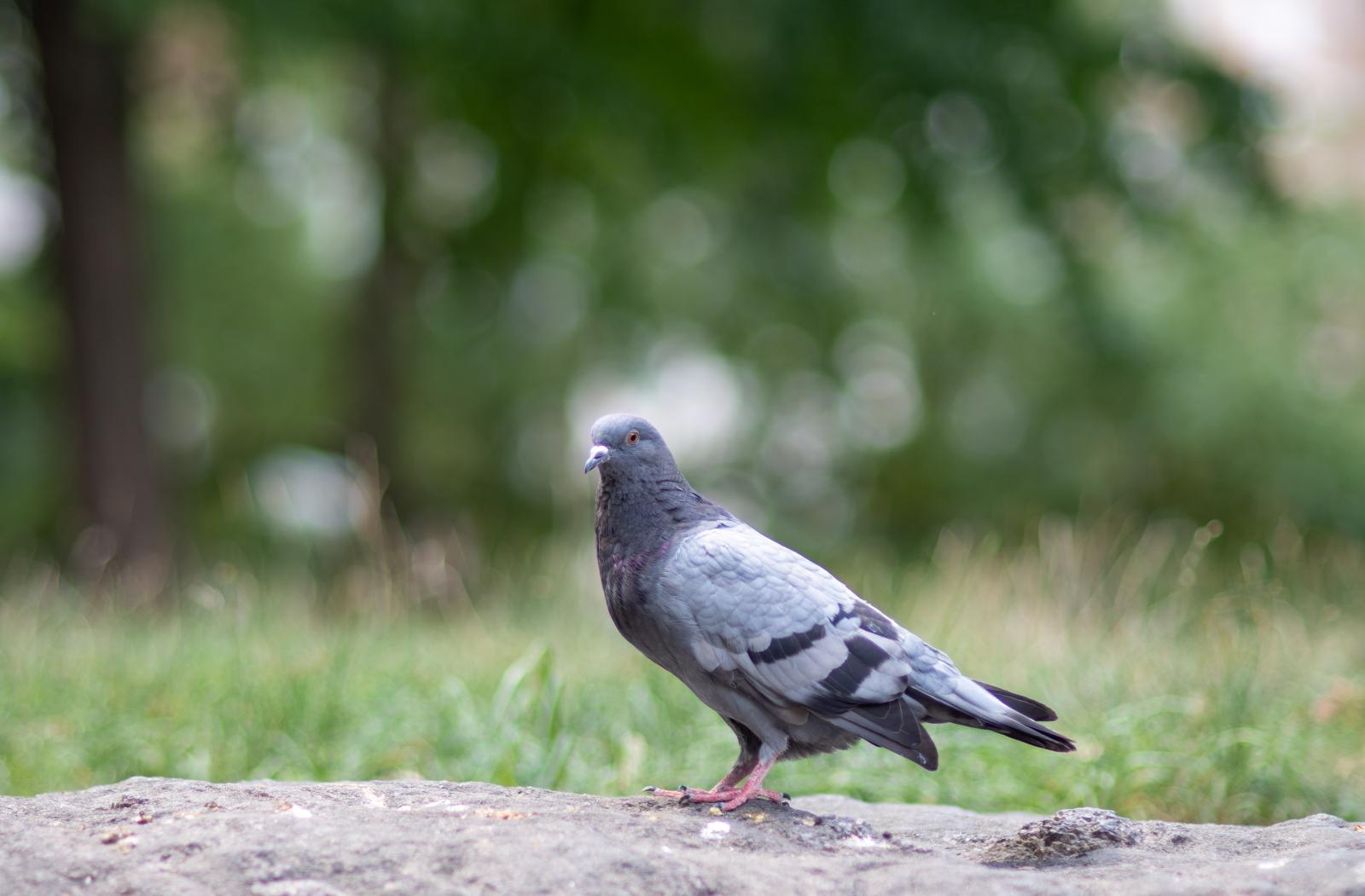 Pigeon | Buy this image