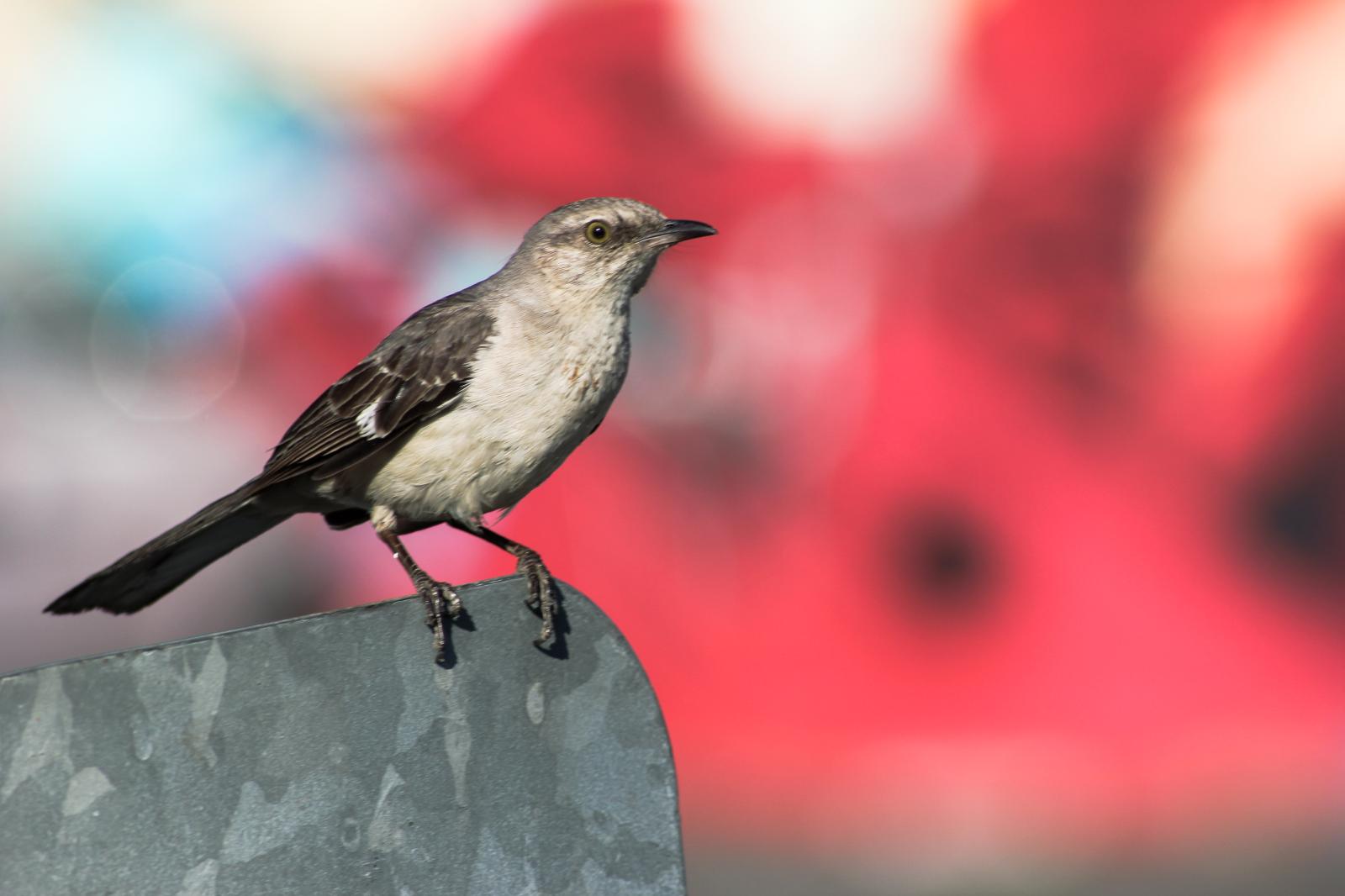 Bird Against Graffiti | Buy this image
