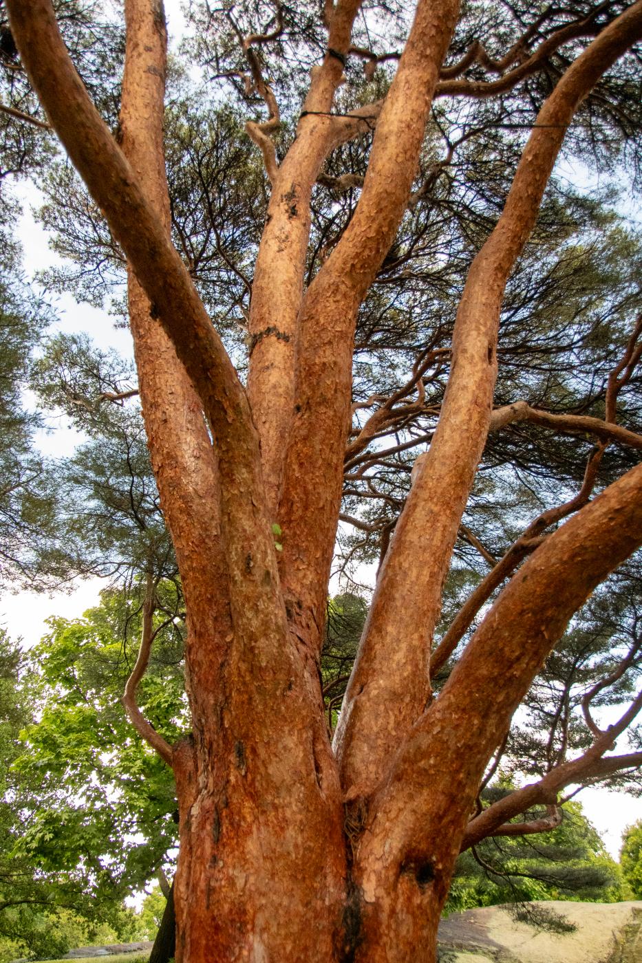 Japanese Red Pine