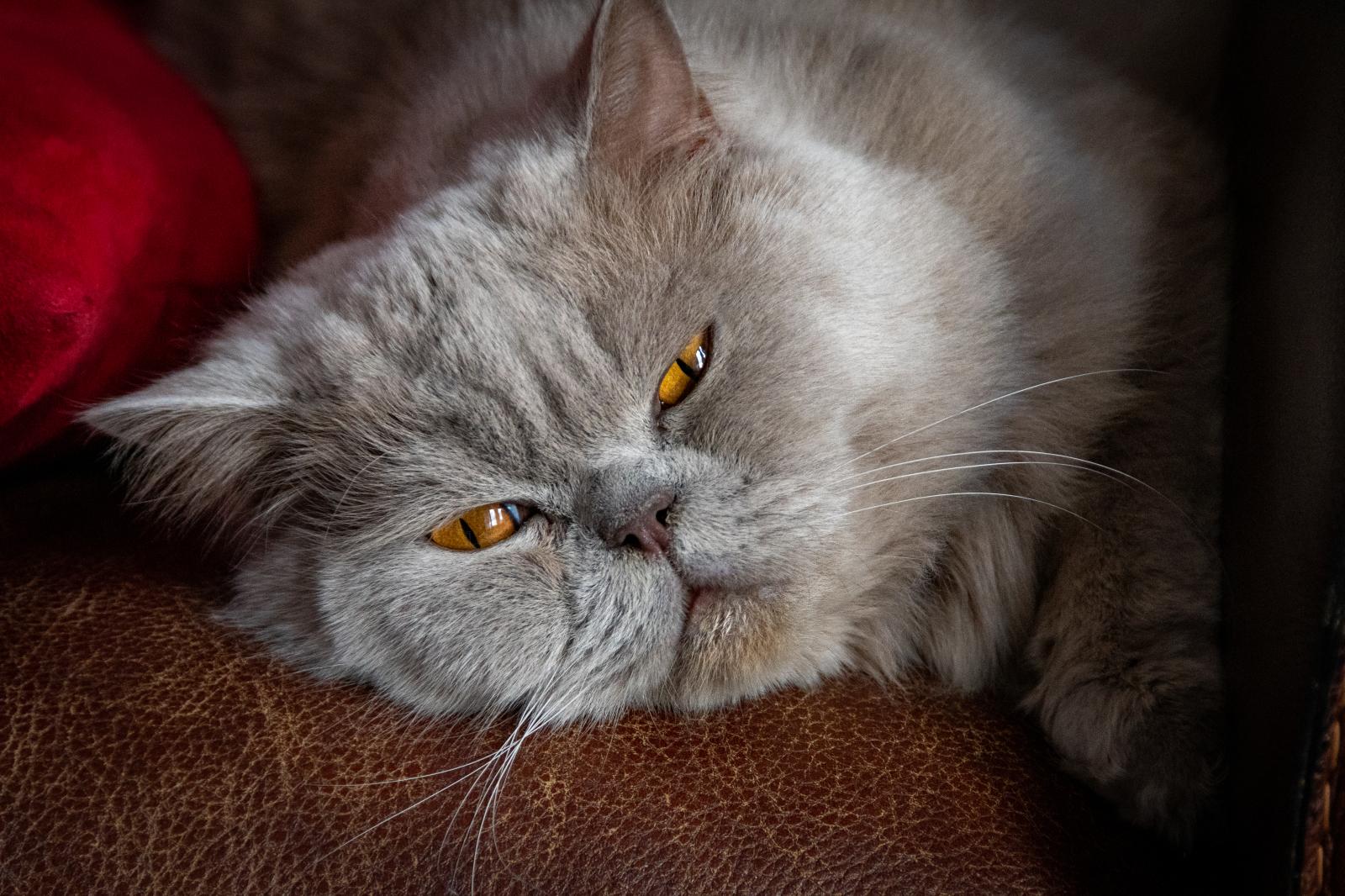 Lazy | Buy this image