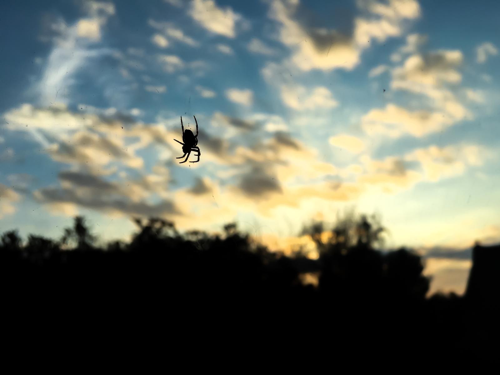 Spider At Sunset | Buy this image