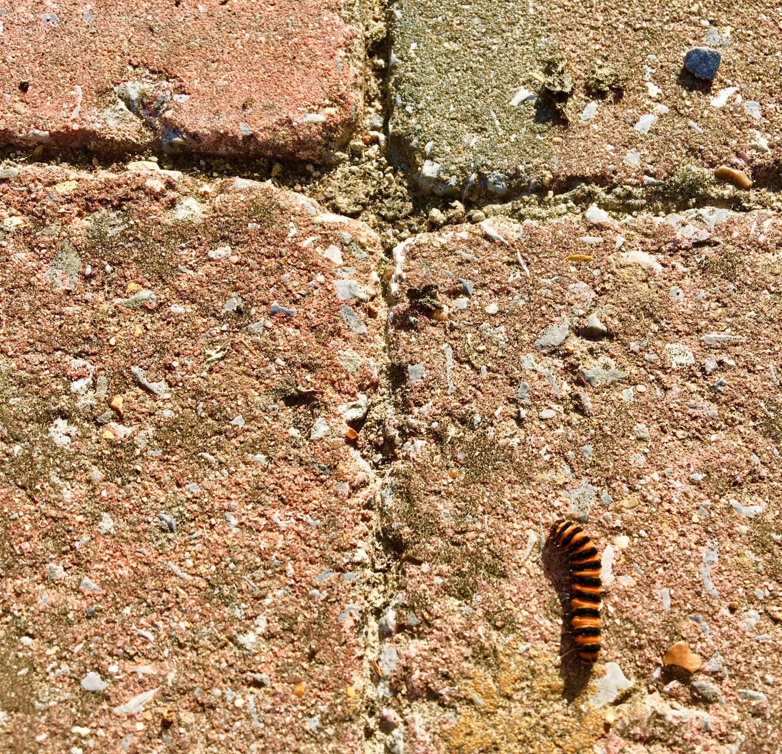 The Cross And The Caterpillar | Buy this image