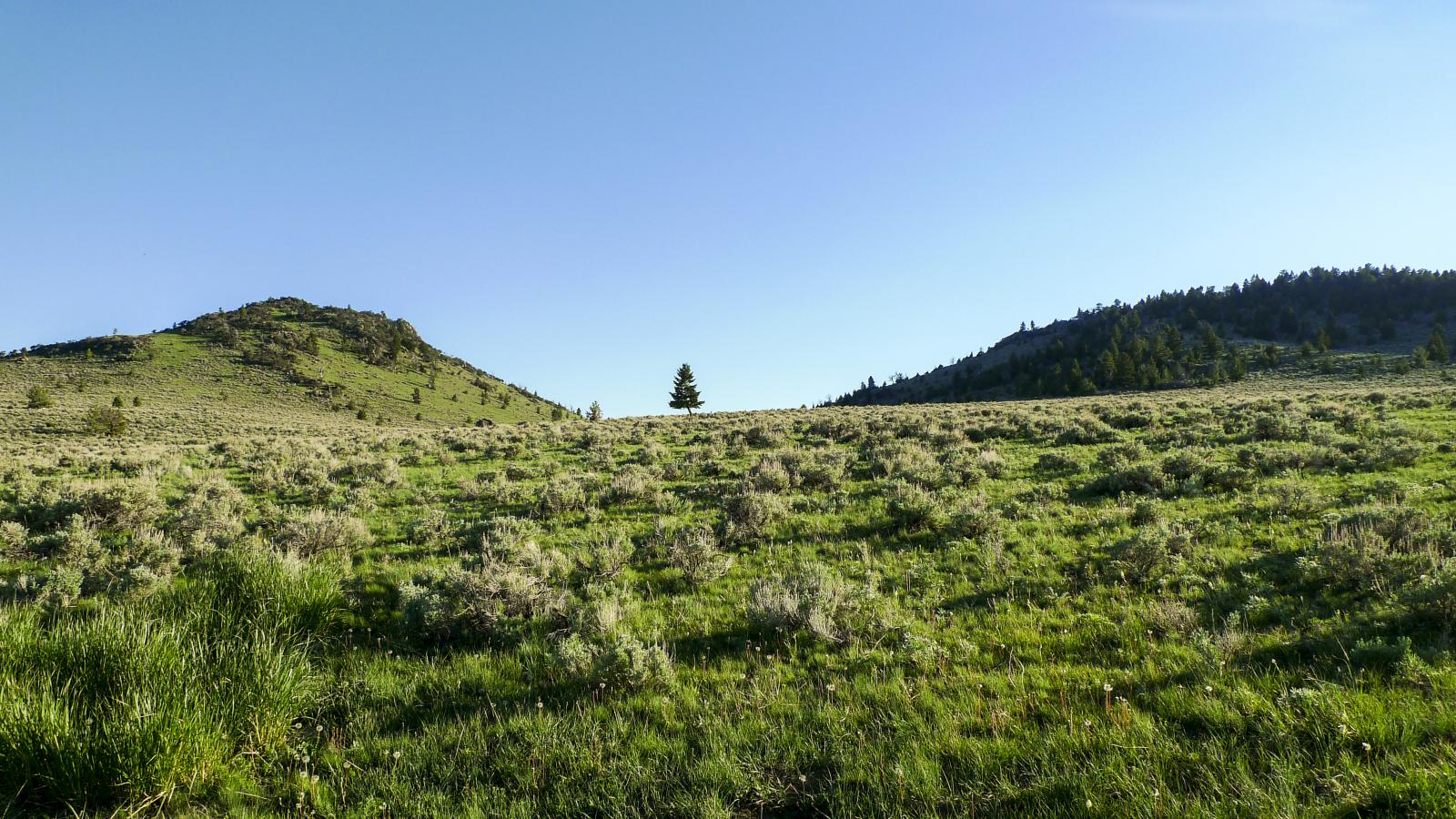 Tree In Montana | Buy this image