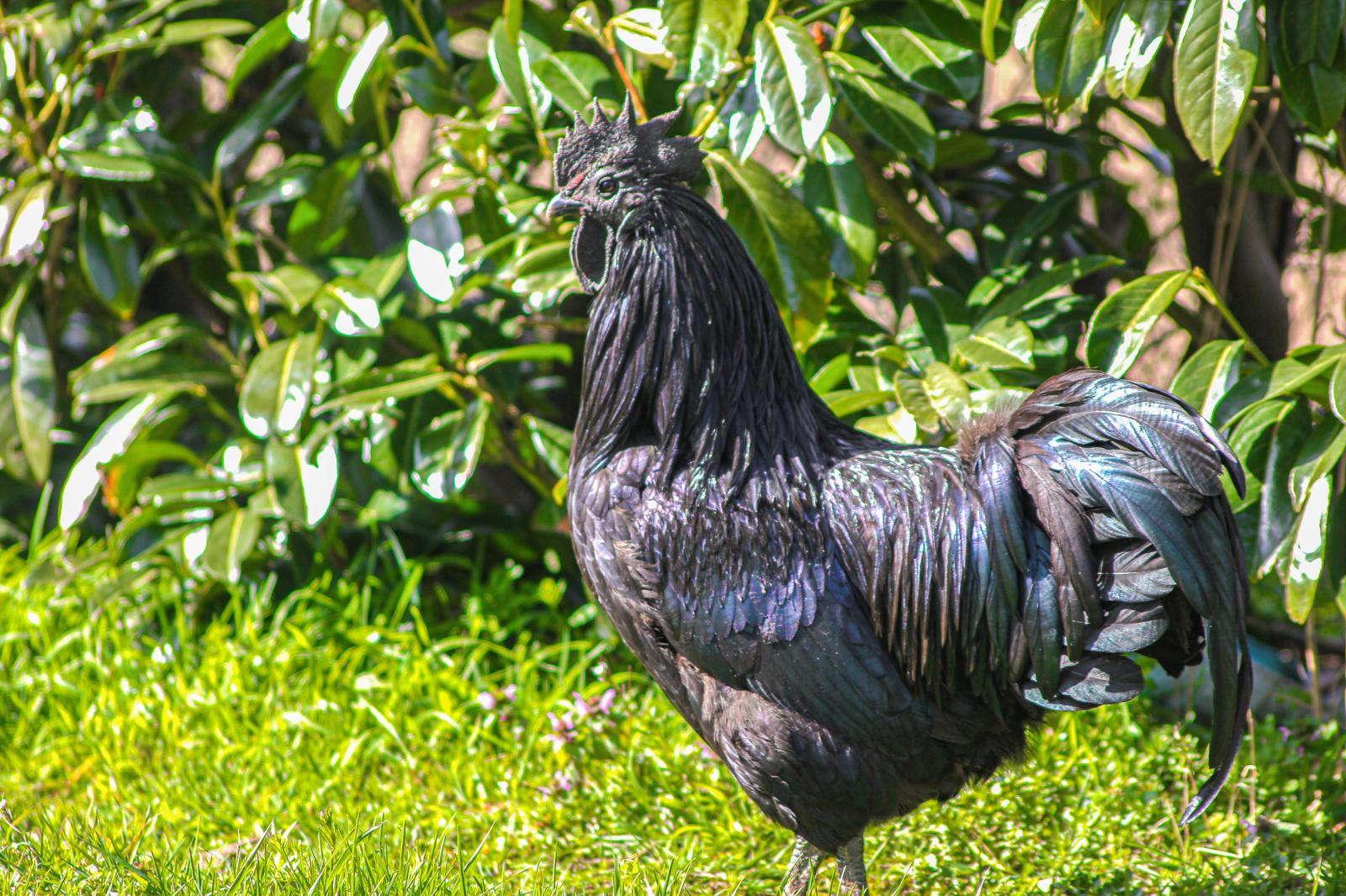 Big Black Cock | Buy this image