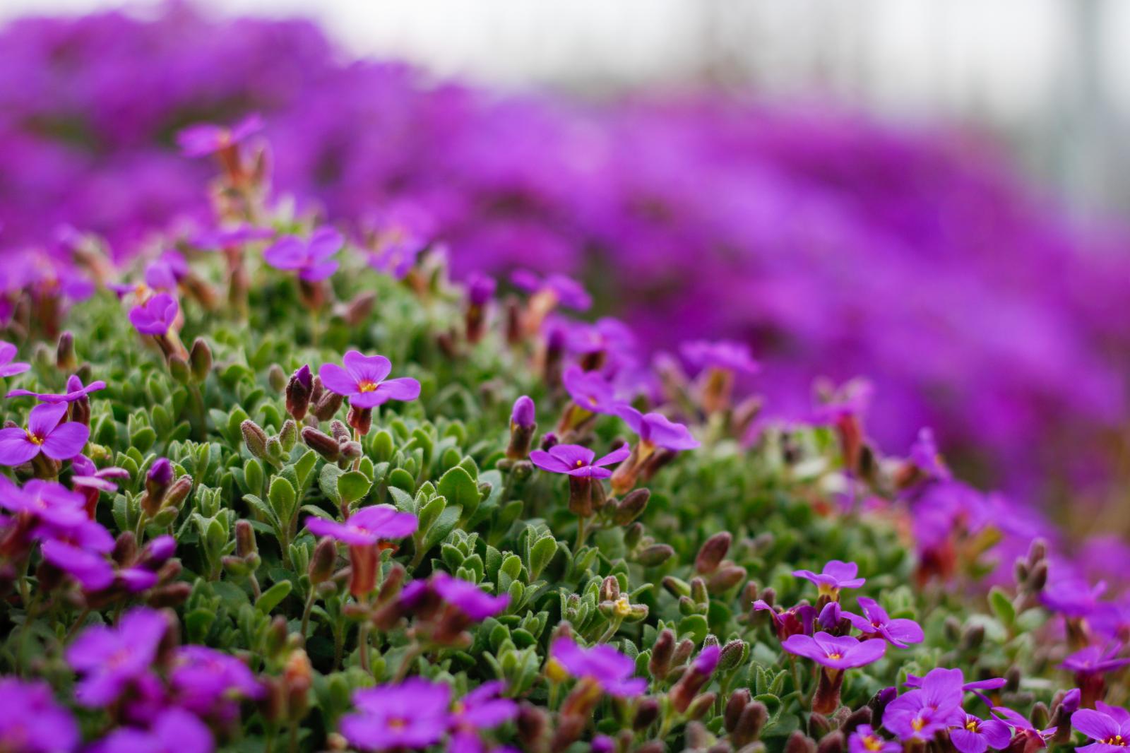 Purple Flowers On A Belgian Farm | Buy this image