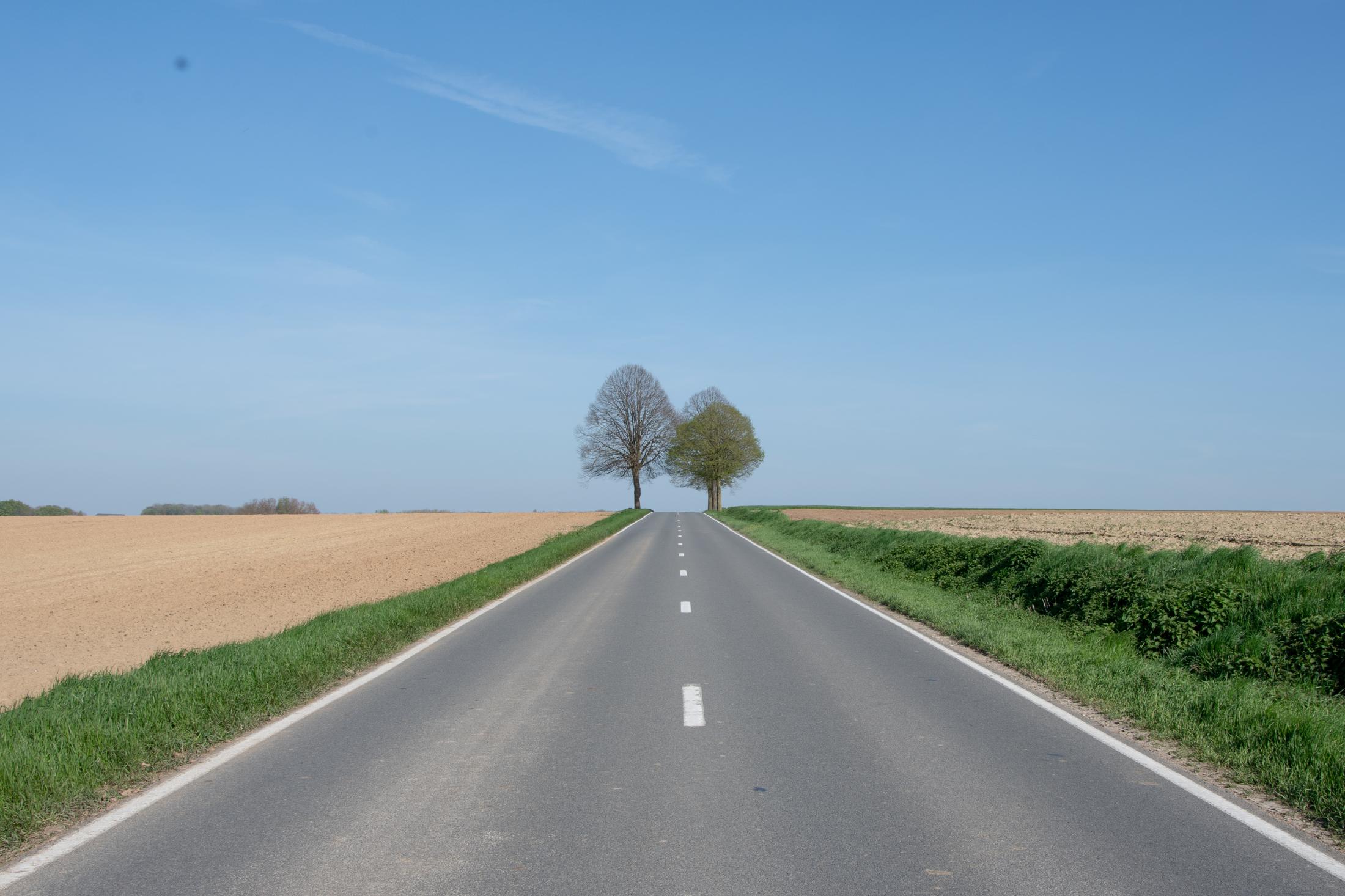 Trees In The Road | Buy this image