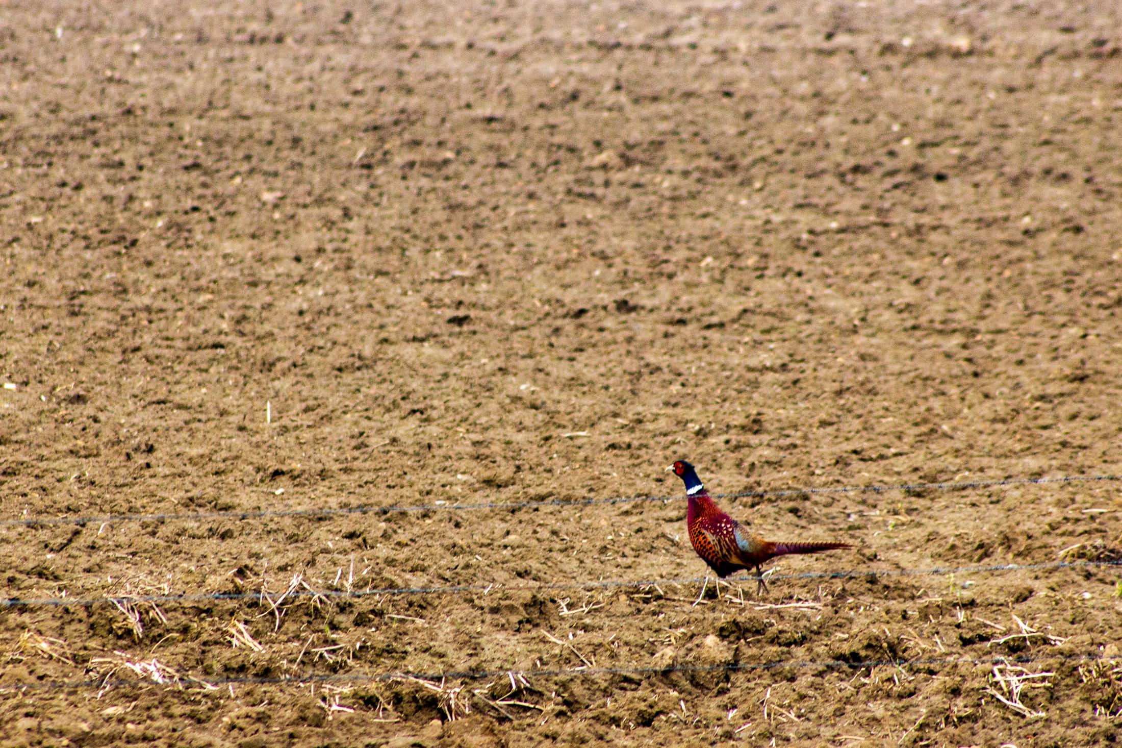 Pheasant Negative | Buy this image