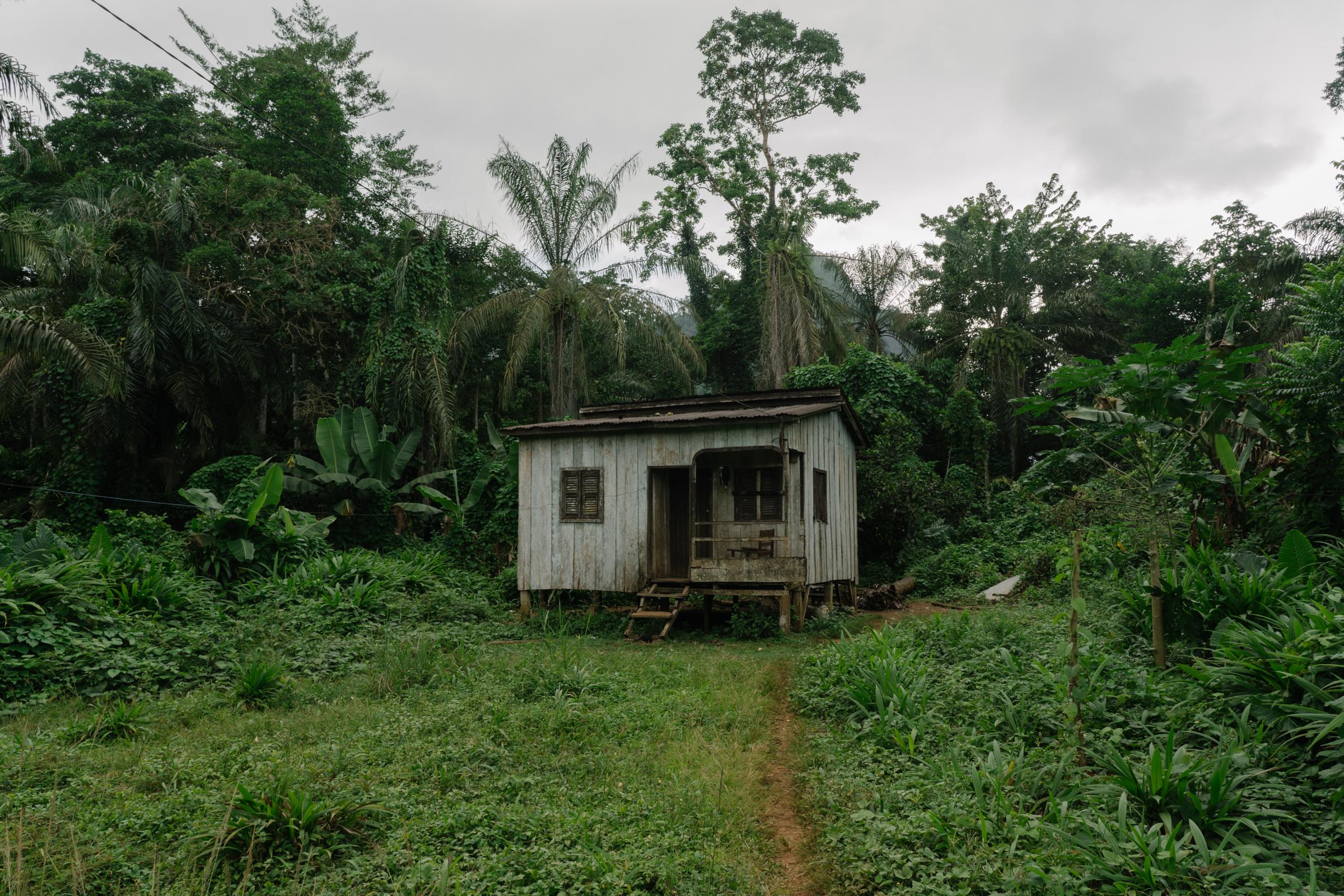 Genetic Engineering In the Mosquito War - Traditional wooden house on stilts surrounded by the...