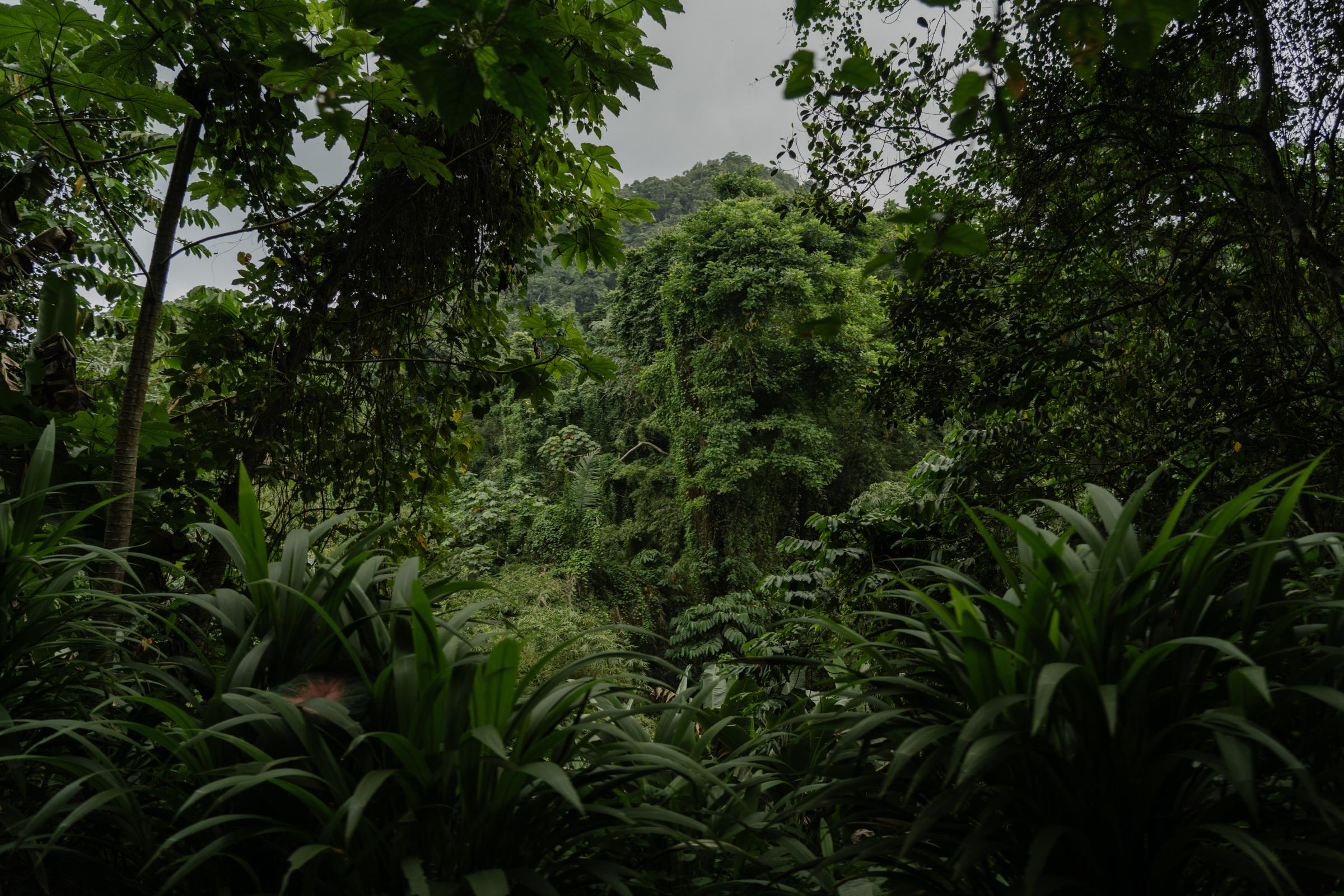 Genetic Engineering In the Mosquito War - The road through the dense jungle on the island of...