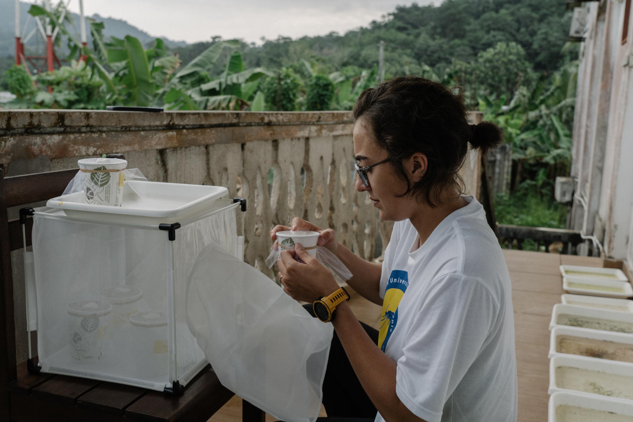 Genetic Engineering In the Mosquito War - Maria Júlia Corrêa, 27, assistant field entomologist for...