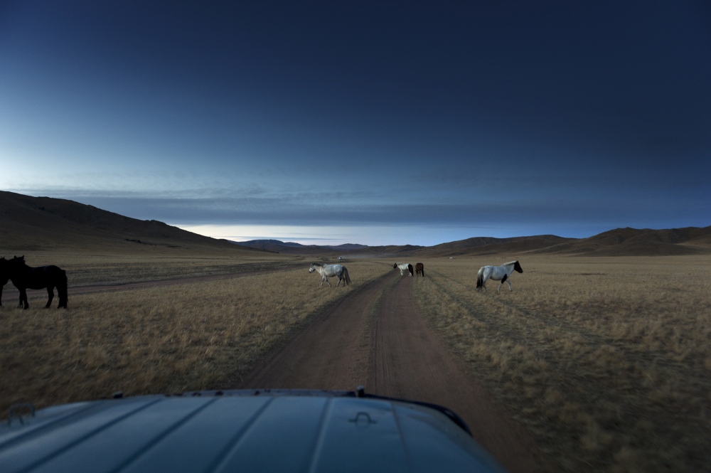  Wild Mongolian horses flee in ...sp;as we get close. &nbsp; 