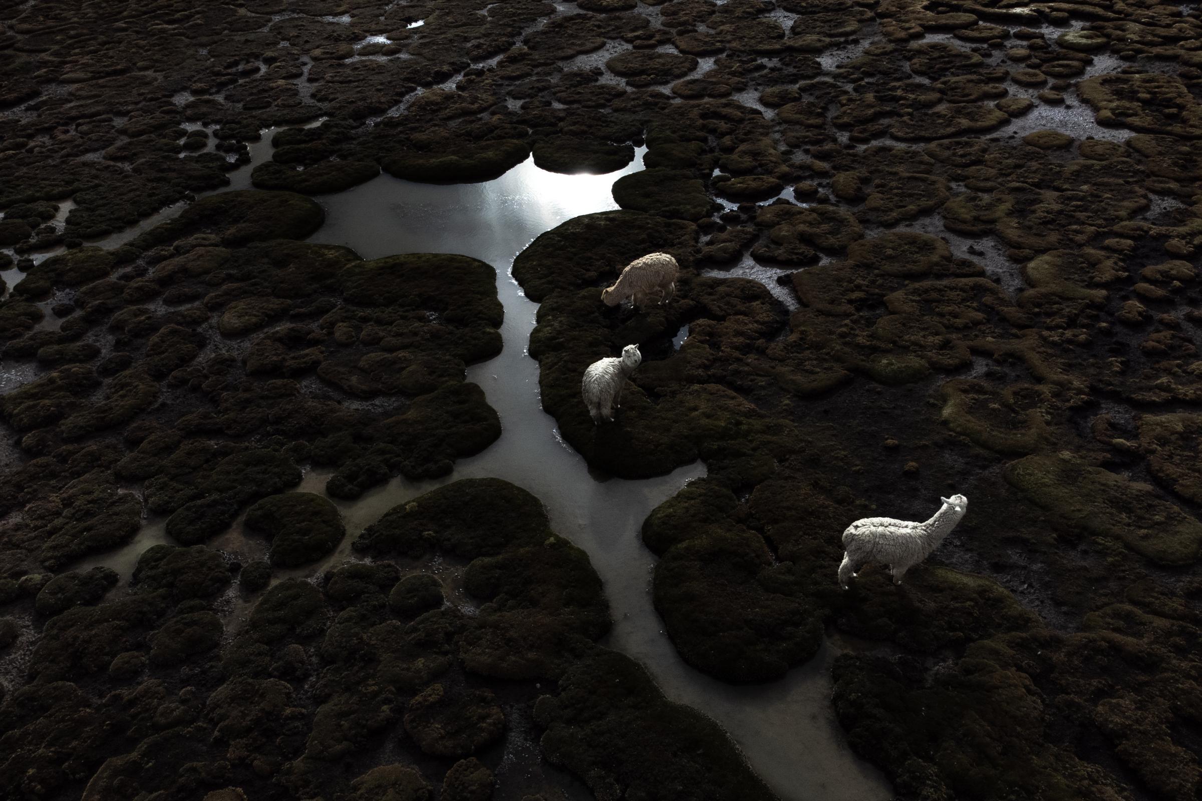 Guardians of Glaciers - Alpacas grazing in wetlands produced by the melting of...