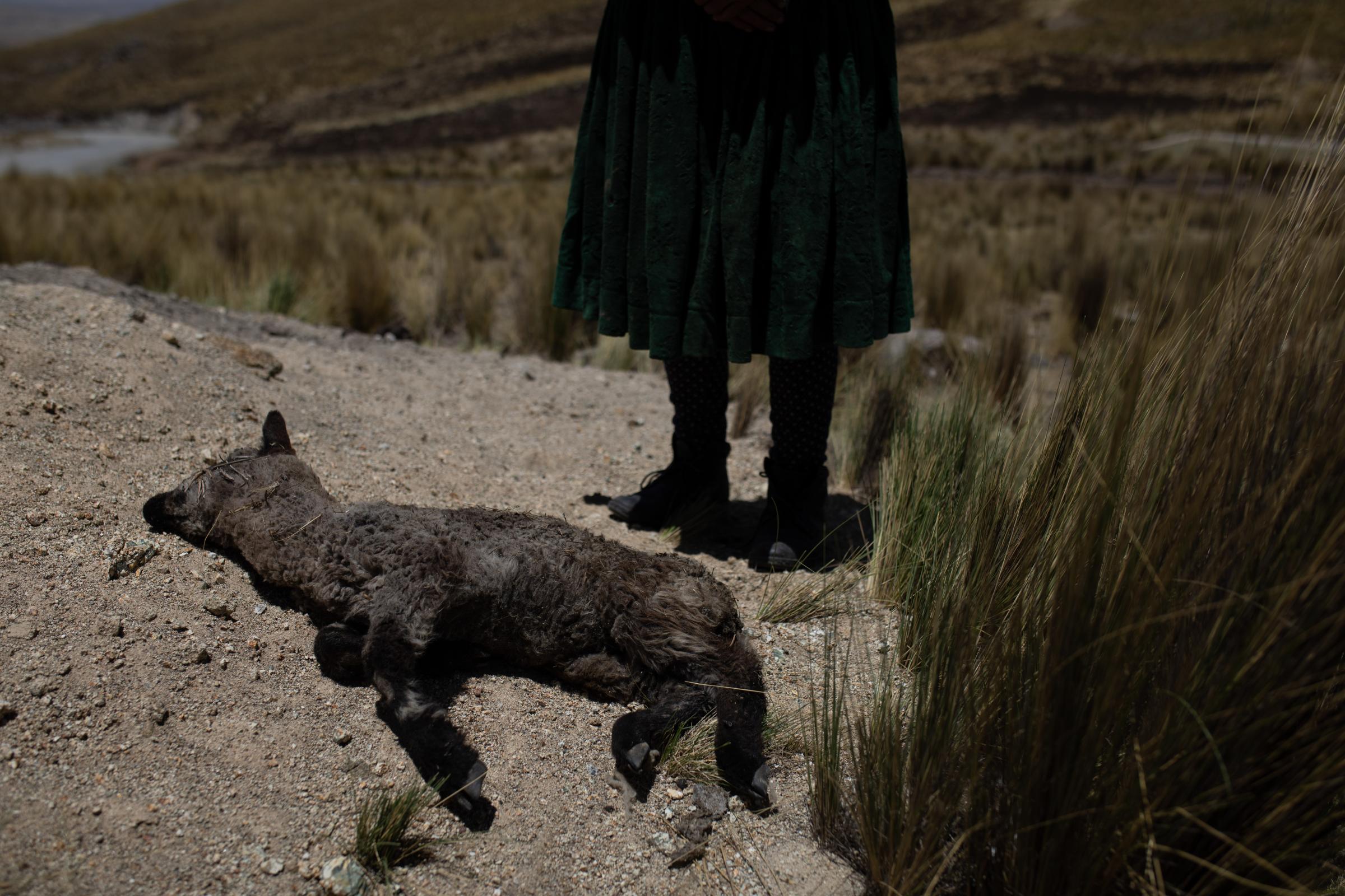 Only will be black mountains - A sheep killed as a result of contamination from the...