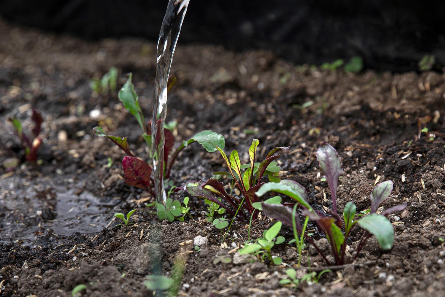 Stories for UNHCR - Detail of a beet plant in the community garden of migrant...