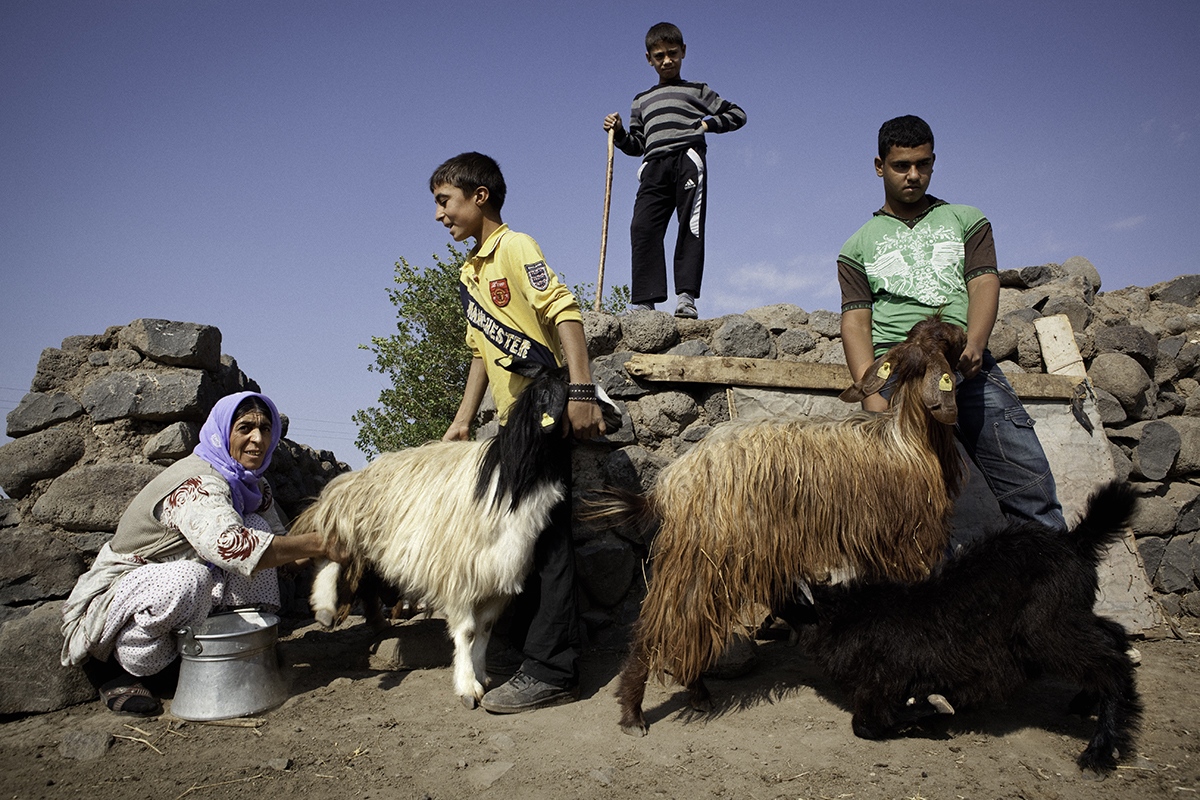  Hacer, a Kurdish woman, milking goats with the help of her children. Hacer lives in the same Viransehir village where she was born, and her life goes on according to Yezidis traditions. 