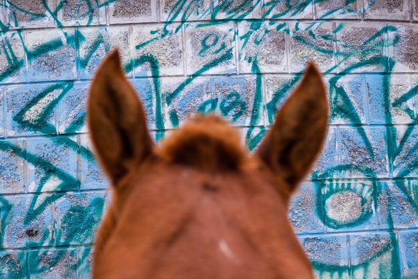 barrio horse | Buy this image