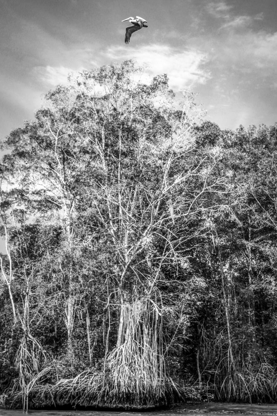 Manglar | Buy this image