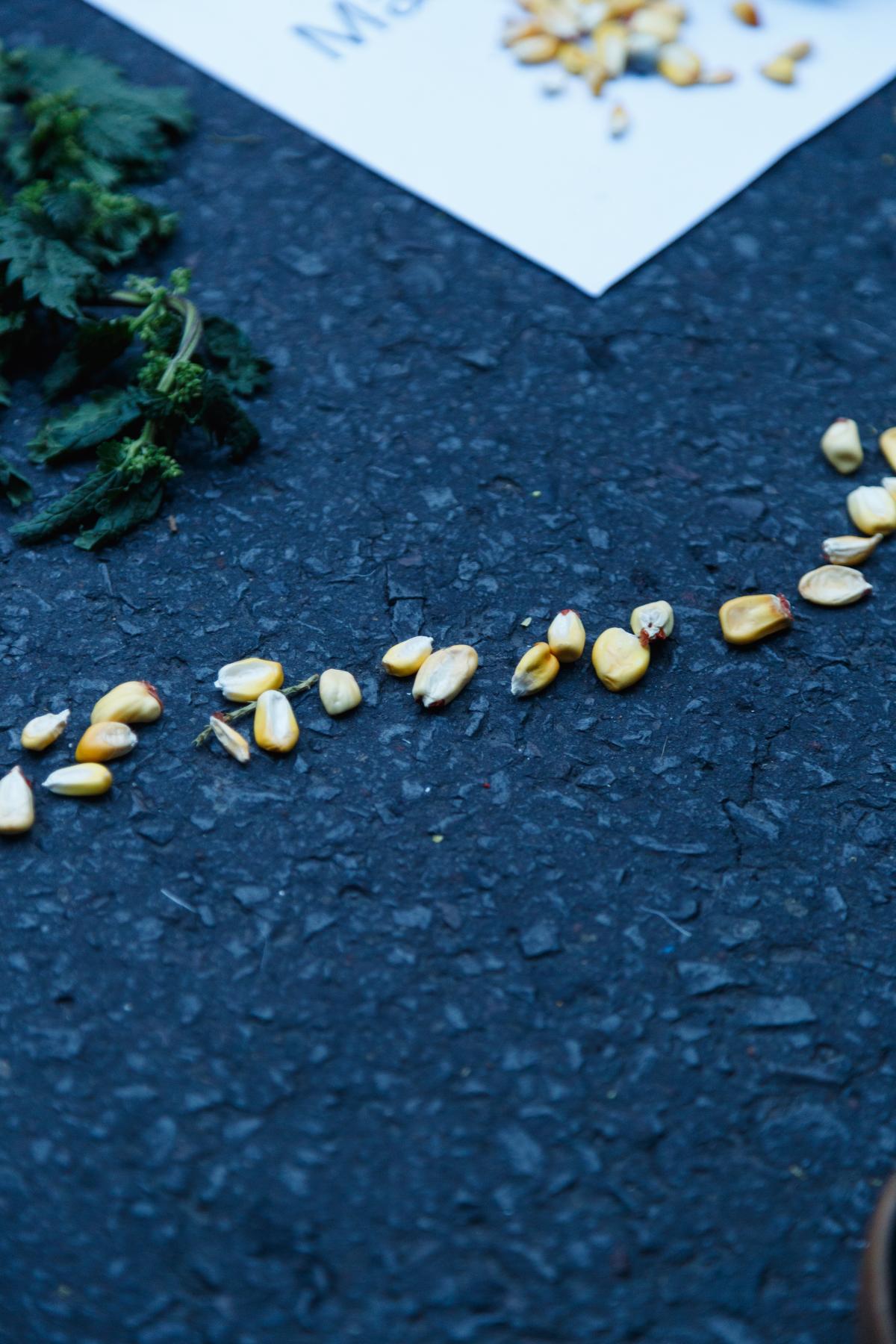 Maize seeds are central to the ceremony&#39;s symbolism.