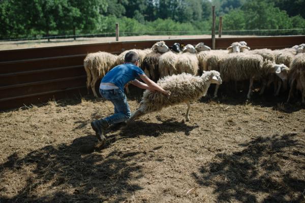 A Carusa - traditional sheep shearing in Calabria | Buy this image