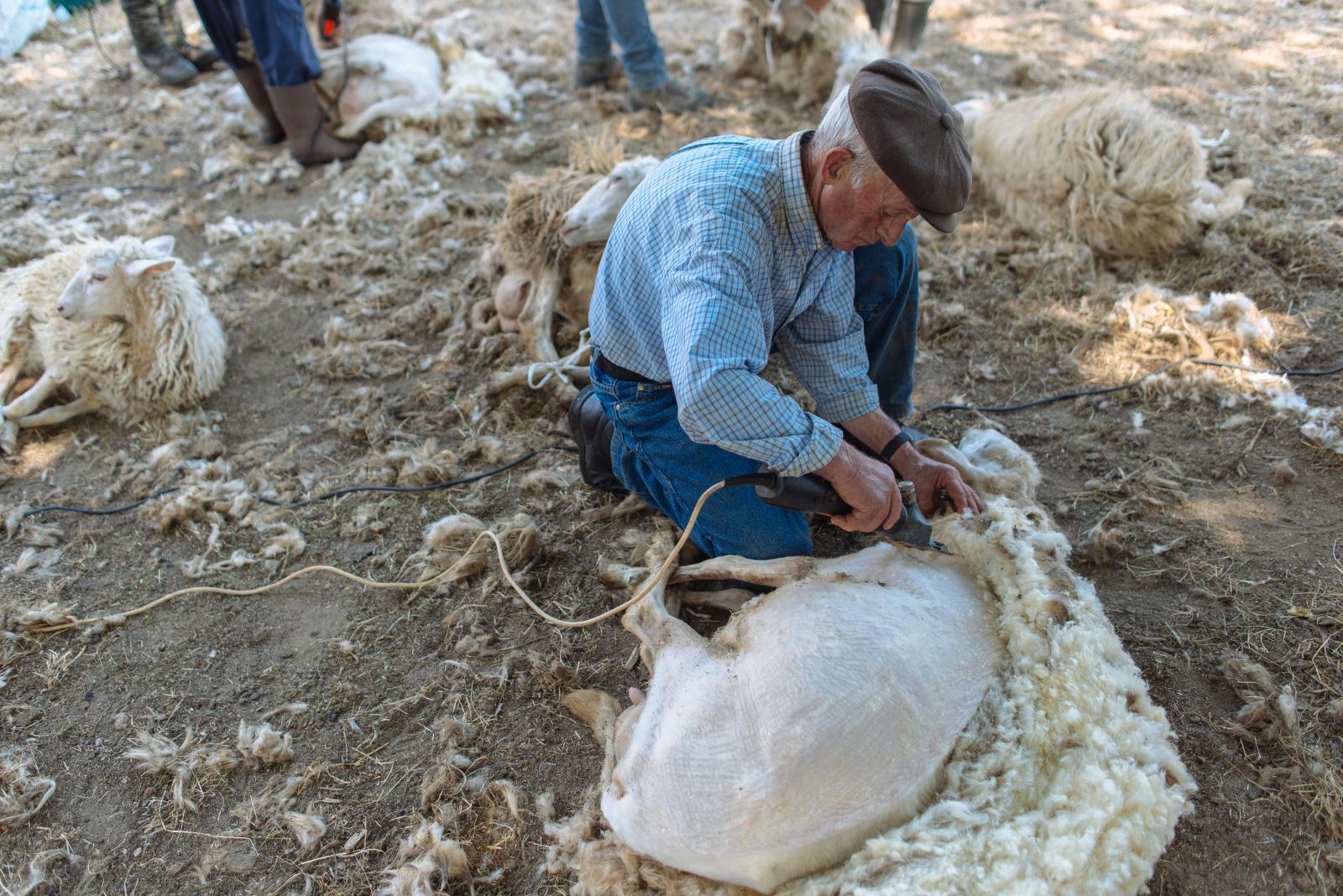 A Carusa - traditional sheep shearing in Calabria